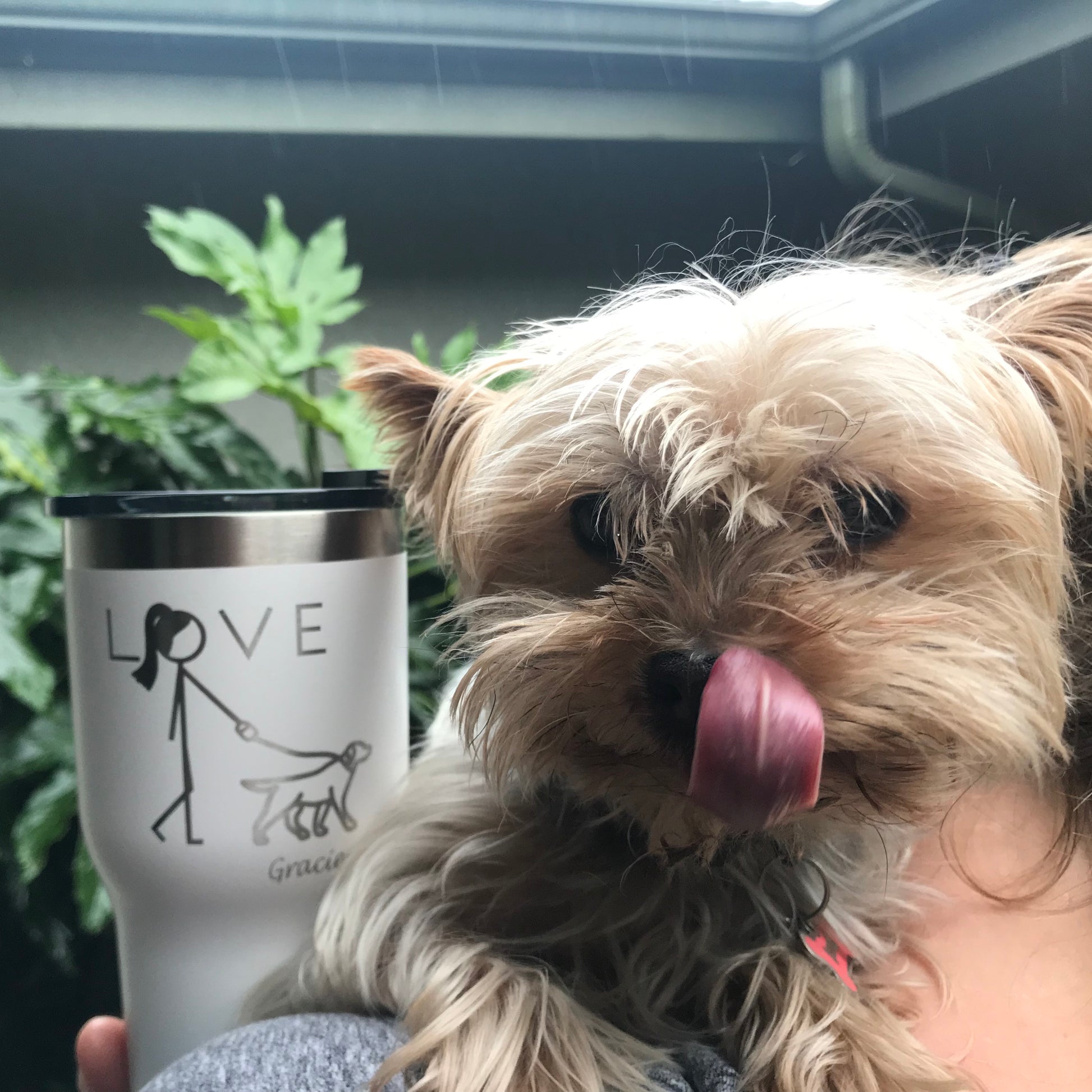 Yorkshire terrier licking nose in  the forefront with coffee mug behind engraved with LOVE design of a woman walking her dog with the dogs name engraved underneath the dog.